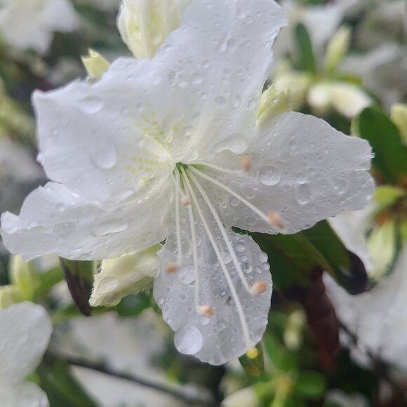 Meet your Posher, Jessica - Picture 1 of 1